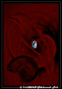 Ammonite ancestor of the squid. by Ferdinando Meli 